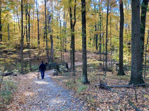 A man hikes along a trail at the Cincinnati Nature Center during peak fall color. Jason Fallon from the Ohio Department of Natural Resources said hiking is a great way to enjoy the outdoors and stay healthy at the same time.