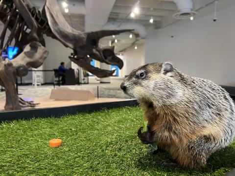 Murray, a groundhog at the Cleveland Museum of Natural History, is the state's new official winter forecaster. 