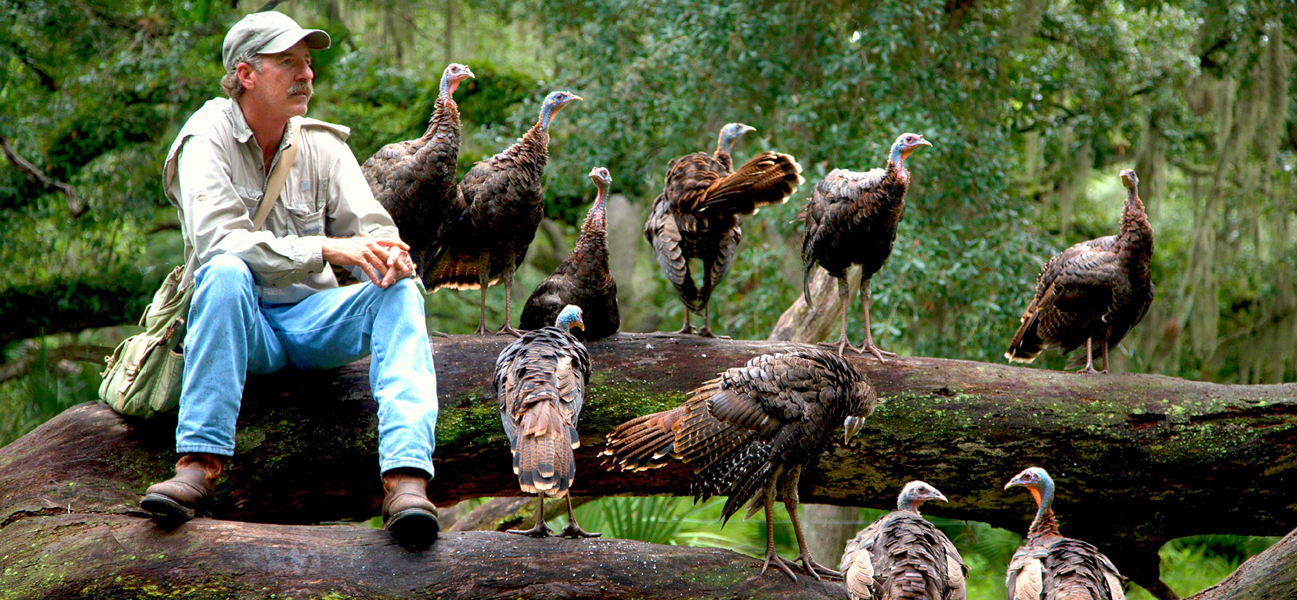 Nature My Life as a Turkey 1880x870