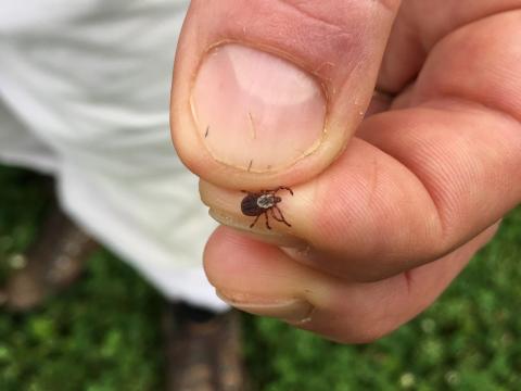  Tick-borne diseases, like Lyme disease, are rapidly rising in Ohio as the parasite spreads to more places across the state.